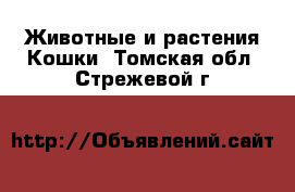 Животные и растения Кошки. Томская обл.,Стрежевой г.